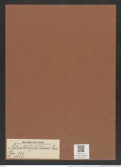 Asterolampra aliena Grev. (de-Toni-Nr.: Genus 235, Species 5649) Zeichnungen Sammlung Grunow Mappe 05210 (Herbarium_W_Grunow_drawings_Folder_05210)
